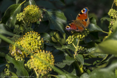 2020_09_23-13_06_21_98