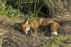 2020_09_23-16_42_20_113