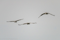 2020_09_24-10_02_48_119