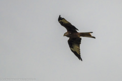 2020_09_24-10_38_33_128