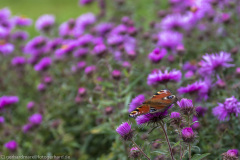 2020_09_24-12_56_43_139