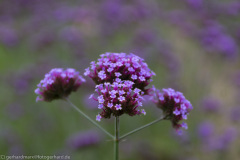 2020_09_24-12_59_37_141