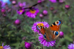 2020_09_24-14_27_48_155