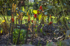 2020_09_24-14_50_37_156