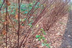 2025_12_23-14_37_31_22