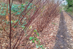 2025_12_23-14_37_34_23