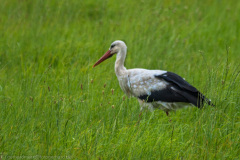 2016_07_21-12_49_02_27