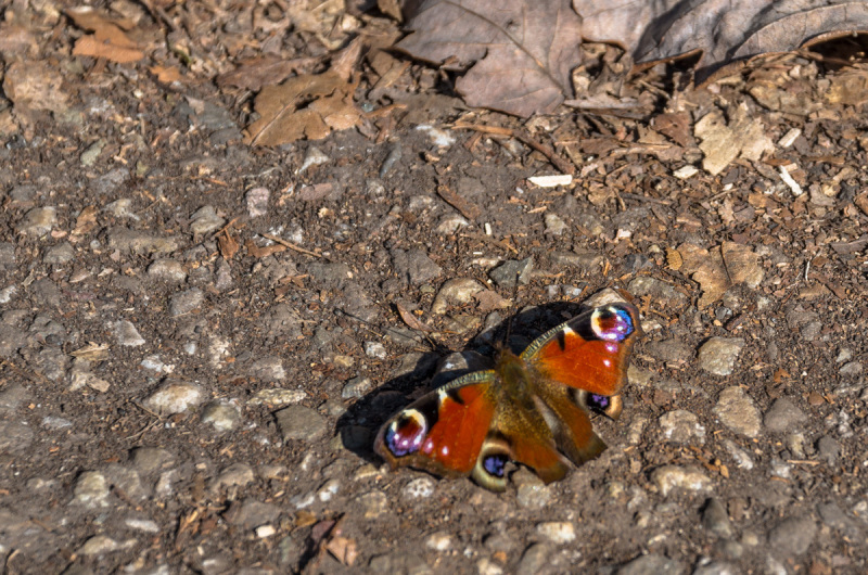 2022_03_10-12_44_16_11