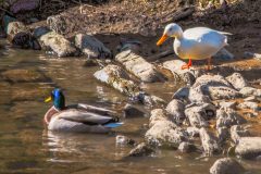 2022_03_10-13_29_08_16