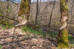 2022_04_27-13_59_50_13