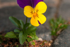 1_20121021-16_33_50-Kopie