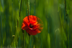 2007_05_15-14_56_18_1