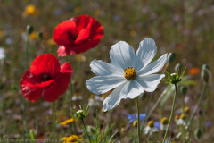 2011_09_27-12_45_56_6