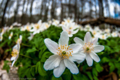 2013_04_12-13_04_16_7