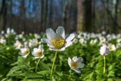 2015_04_01-16_08_59_10