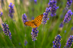 2015_07_23-15_27_36_11