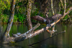 2020_04_13-15_38_20_19