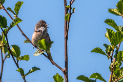 2020_04_26-15_20_07_20