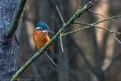 2020_11_28-14_40_22_23