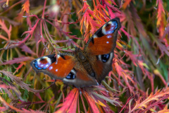 2021_10_20-11_33_11_27