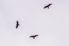 2022_05_07-13_58_26_20