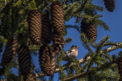 2022_03_23-13_38_20_17