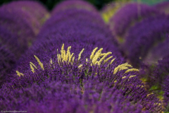 1_2013_07_21-15_06_23_24