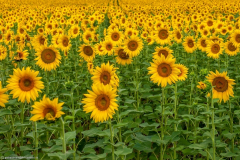 1_2013_08_03-15_28_21_32