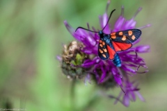 1_2014_07_24-12_39_13_42