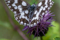 1_2014_07_24-13_58_18_84