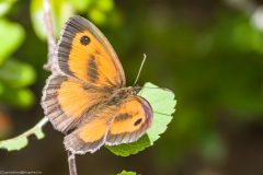 1_2014_07_24-14_01_22_85