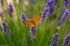 1_2015_07_23-15_27_36_50