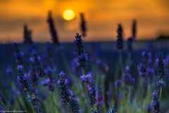 1_2017_07_09-19_59_43_55