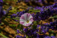 1_2018_07_06-13_50_31_69