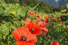 2019_07_06-07_48_18_69