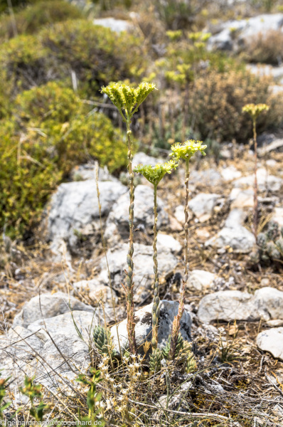 2022-07-19_14-21-14-16