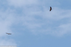 2023-08-17_10-43-34-16 Geier am Morgen ..