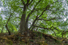 2020_06_11-12_10_55_3