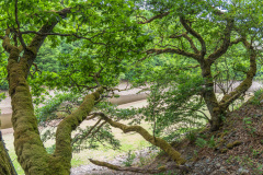 2020_06_11-12_13_00_4