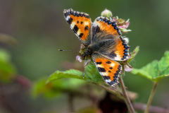 2020_06_11-13_45_39_8