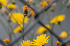 2020_06_11-14_36_11_16