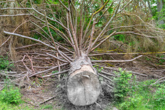 2020_06_11-17_23_55_24