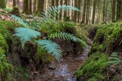 2020_03_15-14_06_46_13