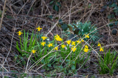 2020_03_15-16_47_19_31