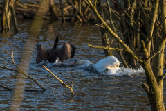 2020_03_15-17_20_35_37