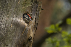 2019_05_18-11_24_11_4