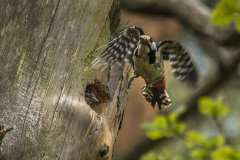 2019_05_18-11_25_02_6