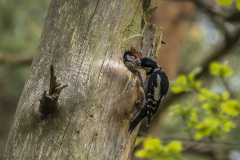 2019_05_18-11_25_38_8