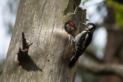 2019_05_18-11_44_34_11