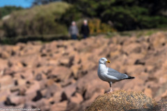 2023-03-19_14-35-59-14